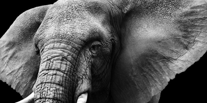 1280x720 Colorful Elephant Wallpapers Hd