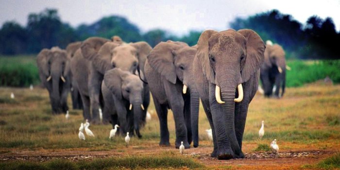 1600x900 Free download African Elephant Wallpapers African Elephant Desktop