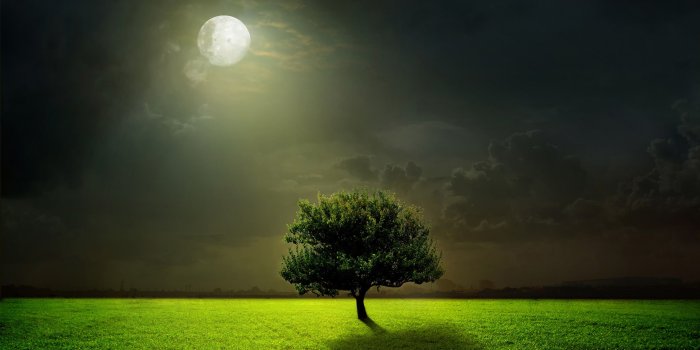 3840x2160 Wallpaper Meadows, 5k, 4k wallpaper, moon, trees, night, Nature #6131