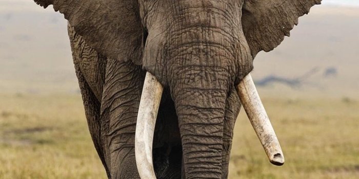 1080x1920 Baby Elephant ~ Animals Wallpapers Ideas in 2020 | Elephants