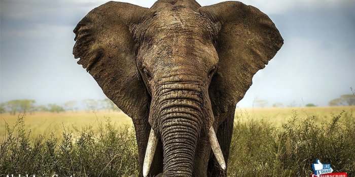 1280x720 The Elephant HD Wallpaper