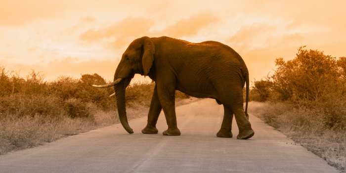 1950x1300 Elephant Wallpapers - Wallpaper Data