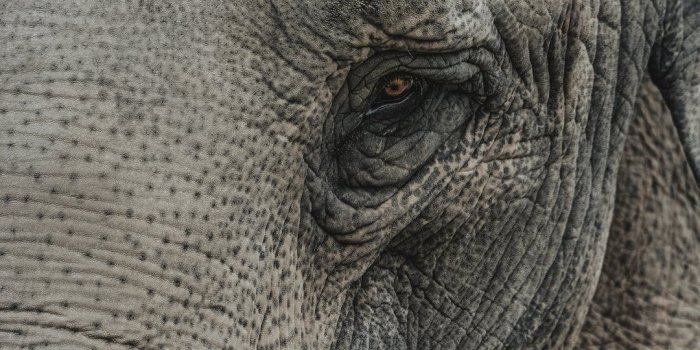 1080x1920 Best elephant iPhone 8 Wallpapers HD - iLikeWallpaper