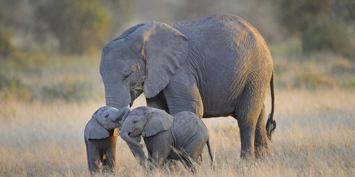 1920x1080 Elephant wallpapers 1920x1080 Full HD (1080p) desktop backgrounds