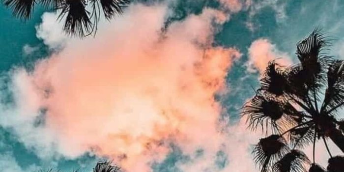 720x1280 iPhone Wallpaper | Sky, Tree, Nature, Palm tree, Cloud, Daytime