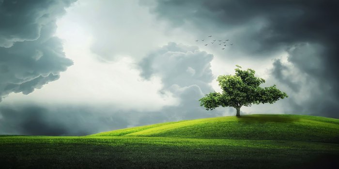 3840x2160 4K That Tree Wallpaper HD