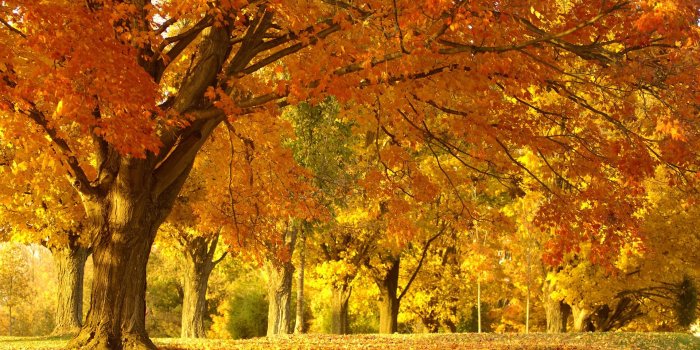 1920x1200 Golden Autumn Tree Wallpaper Autumn Nature Wallpapers in jpg
