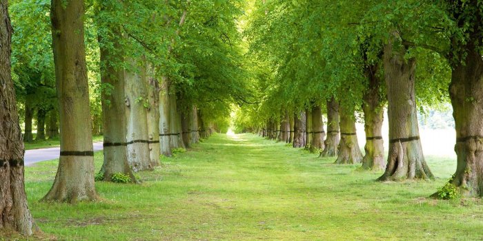 1600x900 Free download Tree Wallpapers by Natures Desktop Backgrounds