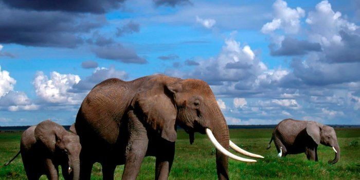 2048x1536 FREE 10+ Best HD Elephant Wallpapers in PSD | Vector EPS