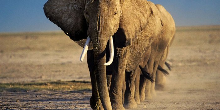 1600x1200 Elephant Backgrounds Fresh Wallpapers Elephant Wallpapers