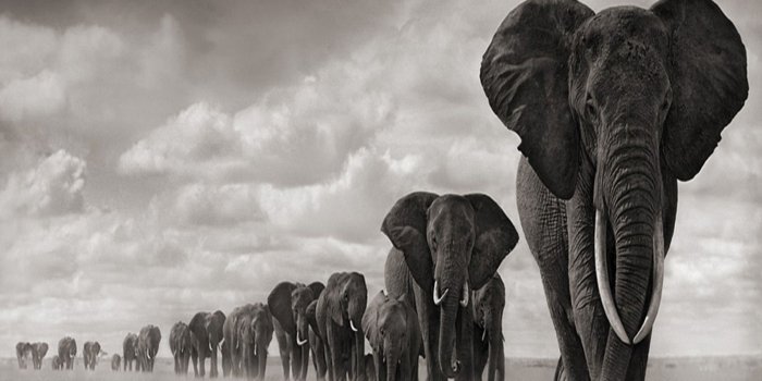1600x1280 Best 30+ Elephant Screensavers and Wallpaper on HipWallpaper