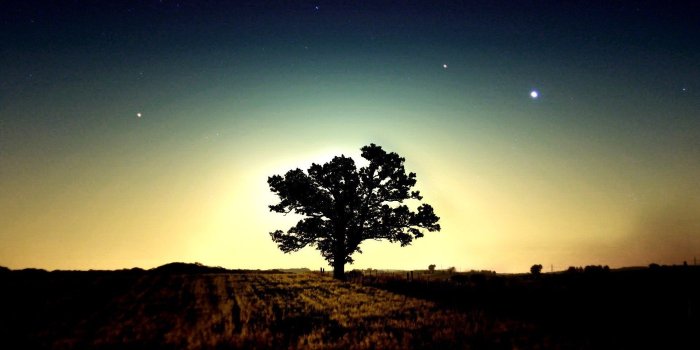 1920x1080 40 HD Tree Wallpapers/Backgrounds For Free Download