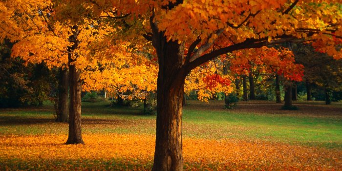 1920x1080 Tree Wallpapers HD