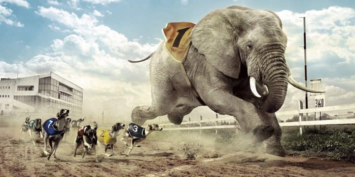 1920x1080 Elephant Wallpaper Elephant Wallpapers Elephant Hd Wallpapers