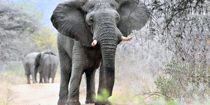 1920x1080 38 Elephant Wallpapers - WallpaperBoat