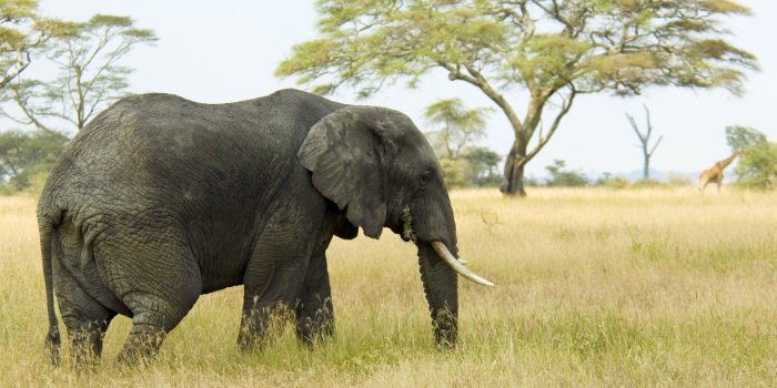 1920x1200 Mac OS X Elephant wallpapers | Mac OS X Elephant stock photos