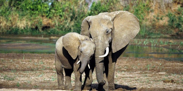 1920x1080 Elephant wallpaper | 1920x1080 | #40568