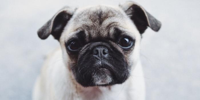 1000x1506 Pug Wallpapers: Free HD Download [500+ HQ] | Unsplash