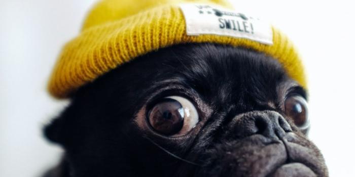 1000x1500 Pug Wallpapers: Free HD Download [500+ HQ] | Unsplash