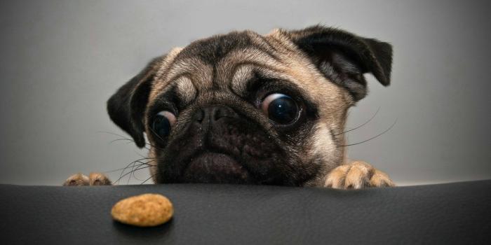 1920x1080 96 Pug HD Wallpapers | Background Images