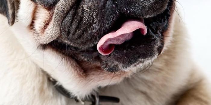 720x1280 Pug Wallpapers HD for (Android) Free Download on MoboMarket