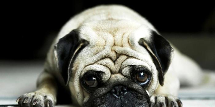 1680x1050 Cute Pug Wallpapers - Top Free Cute Pug Backgrounds - WallpaperAccess