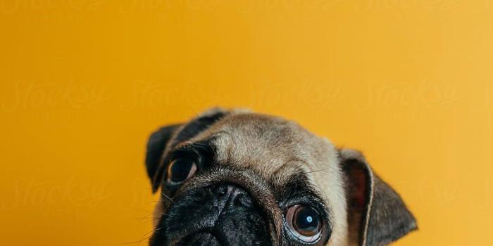 801x1200 Pug on yellow background by Brat Co. - Stocksy United | Pug