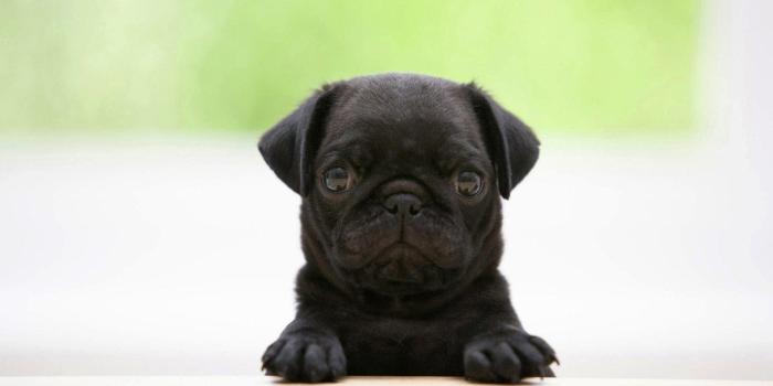 1920x1200 Baby Pugs Wallpapers