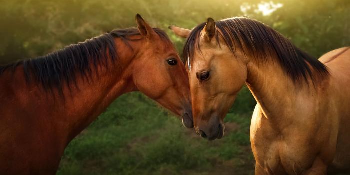 3840x2160 2 Horses HD Wallpapers & Backgrounds