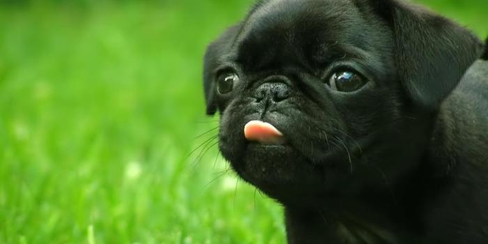 1366x768 47+] Free Pug Wallpapers for Desktop on WallpaperSafari