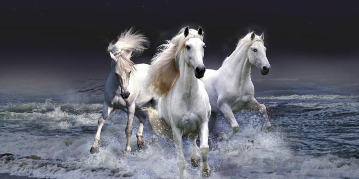 1920x1200 Wallpaper's Collection: «Horses Wallpapers»