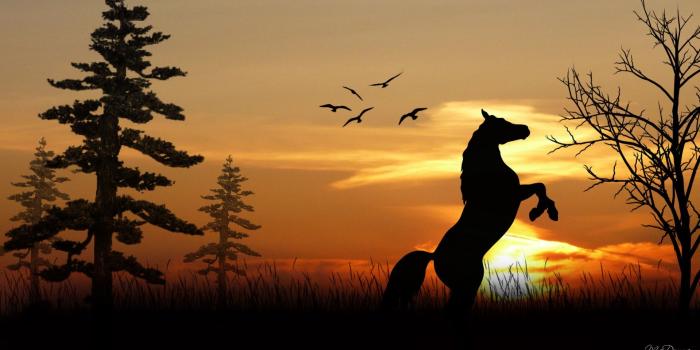 1920x1080 Horse in the Sunrise - Horses Wallpaper (40692103) - Fanpop