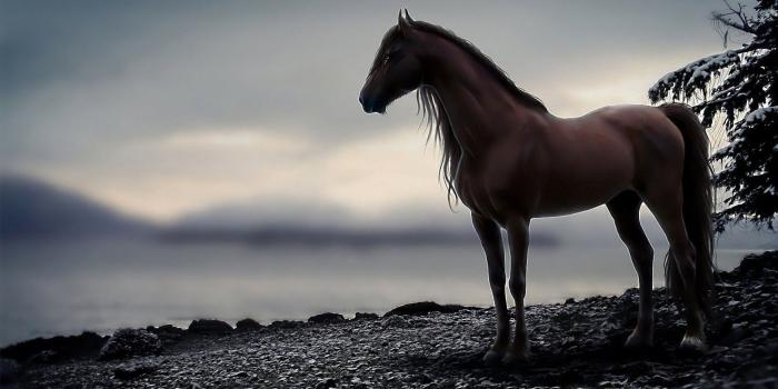 1920x1200 Wallpaper Horse (70+ pictures)