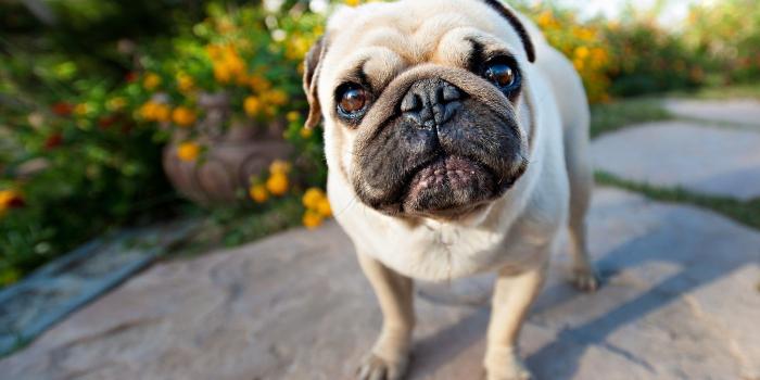 1920x1080 Free HD Pug Wallpapers