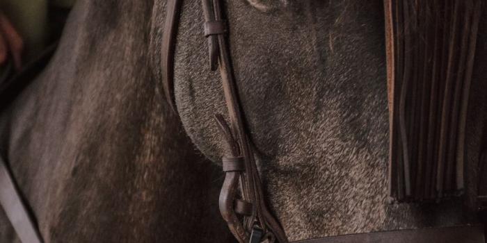 1000x1615 Horse Wallpapers: Free HD Download [500+ HQ] | Unsplash