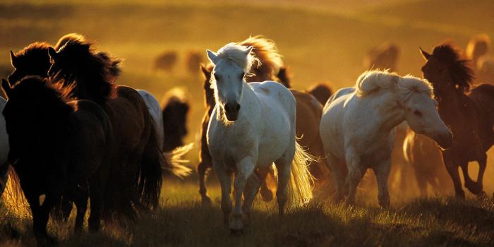 1600x1200 Wallpaper's Collection: «Horses Wallpapers»