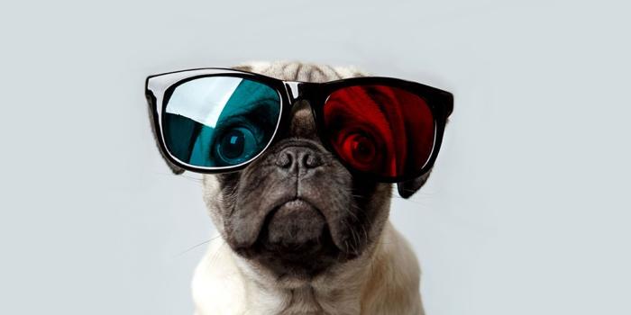 1680x1050 Pug Wallpaper for Desktop Background - WallpaperSafari in 2020