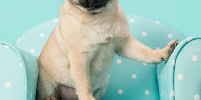 1080x1920 Pug Life Wallpapers for Android - APK Download