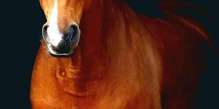 750x1295 Horses Wallpapers HD for Android - APK Download