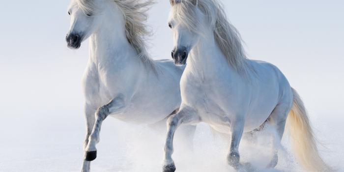 3840x2400 2 Horses Ultra HD Desktop Background Wallpaper for 4K UHD TV