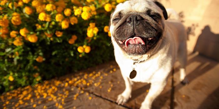 1920x1080 Pug Wallpapers HD