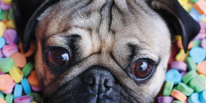 1500x1503 Doug the Pug Wallpapers - Top Free Doug the Pug Backgrounds