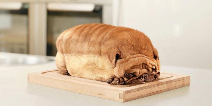 2560x1440 Free download Funny Animal Pug Wallpapers HDjpeg HD Desktop