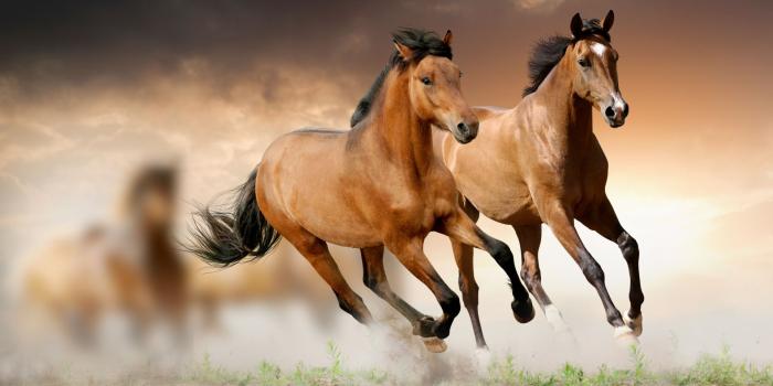 1920x1080 Free download Horse Wallpapers Best Wallpapers [1920x1080] for