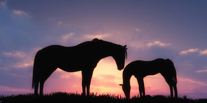2560x1600 Horses Sunset Silhouette Mac Wallpaper Download | AllMacWallpaper