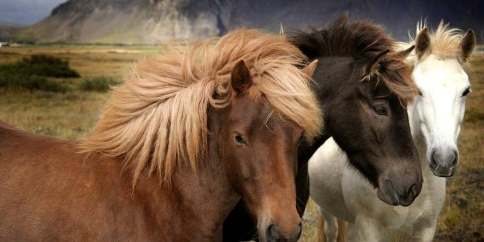 1440x900 Free download Beautiful Wallpapers wild horses wallpapers
