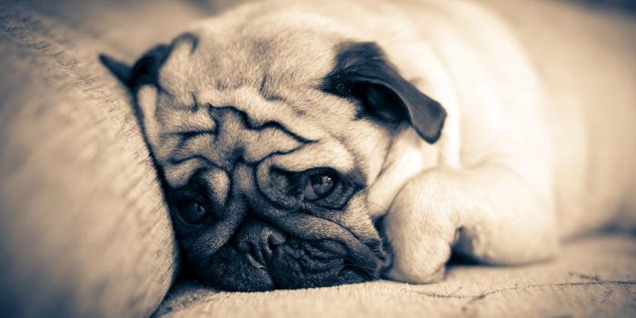 1920x1080 Pug Wallpaper #6847796