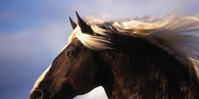 1024x768 Slawik horse wallpapers - Horses Wallpaper (6070990) - Fanpop - Page 6