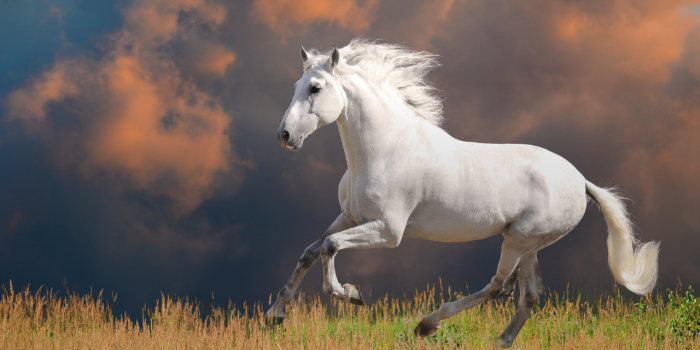 1280x800 White Horses HD Wallpapers New Tab - Impressive Nature