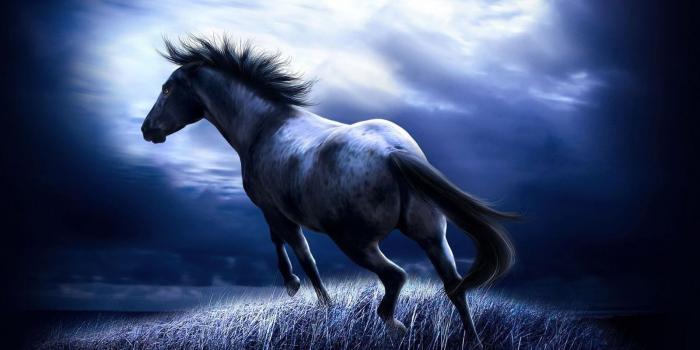 1600x1000 Entertainment Only: Horses Wallpapers